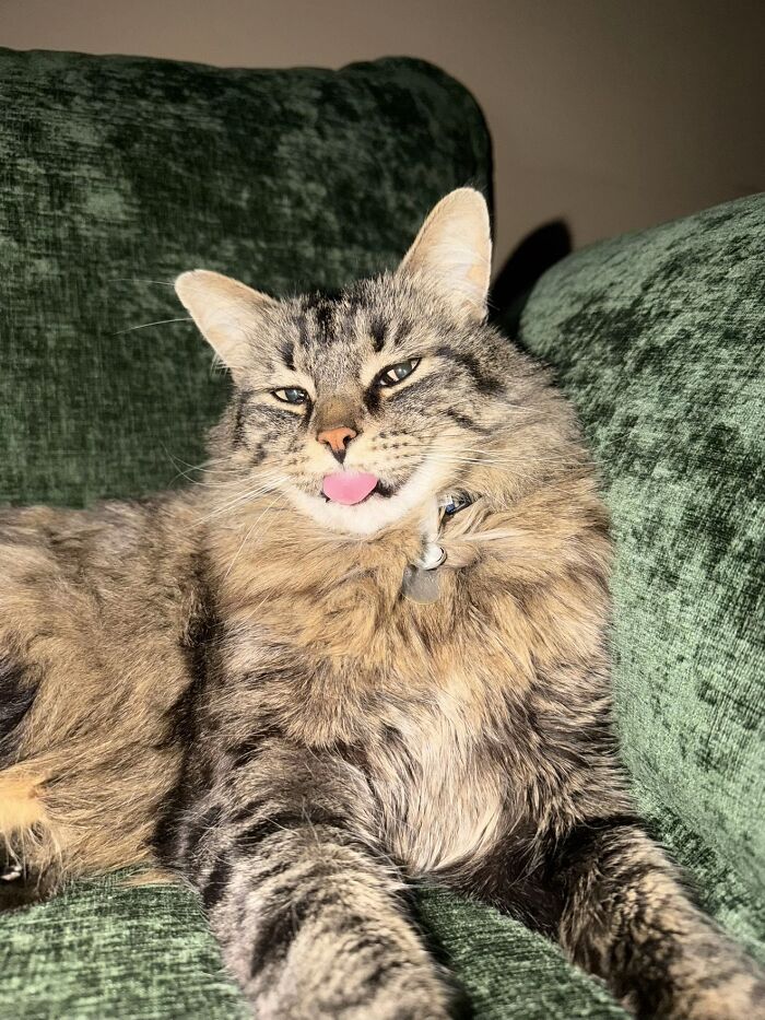 A fluffy brown tabby cat sticking out its tongue sharing life stories with its family