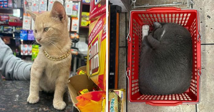 The Most Famous Shopkeepers In NYC Have Four Legs, And Now Their Own Book (41 New Pics)
