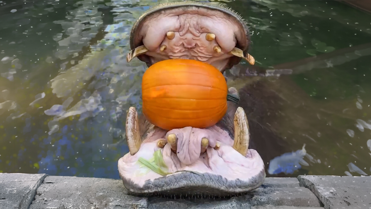Fiona The Hippo And Her Family Celebrate Halloween Early With A Pumpkin Feast, And Fans Can’t Get Enough