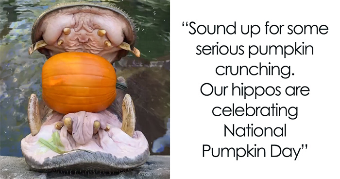 Fiona The Hippo And Her Family Celebrate Halloween Early With A Pumpkin Feast, And Fans Can’t Get Enough