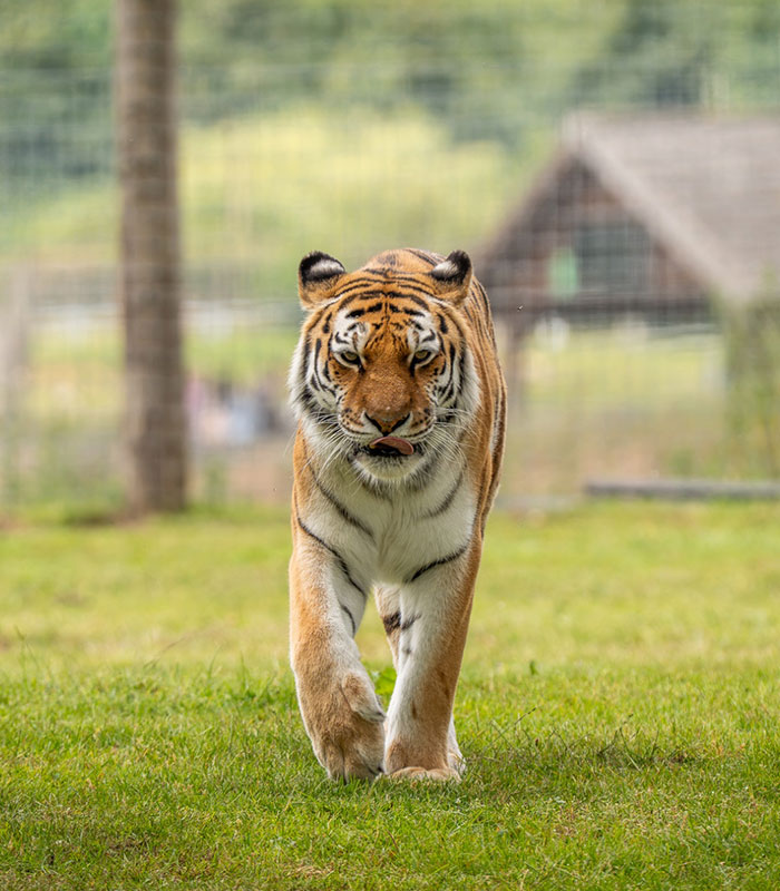 Large tiger walking on grass outdoors, related to news of a man fatally mauled by tiger. Large tiger walking on grass outdoors, related to news of a man fatally mauled by tiger.