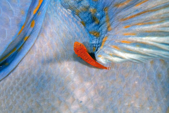 Vibrant wildlife photo of a tiny orange goby fish resting on a blue sea creature.