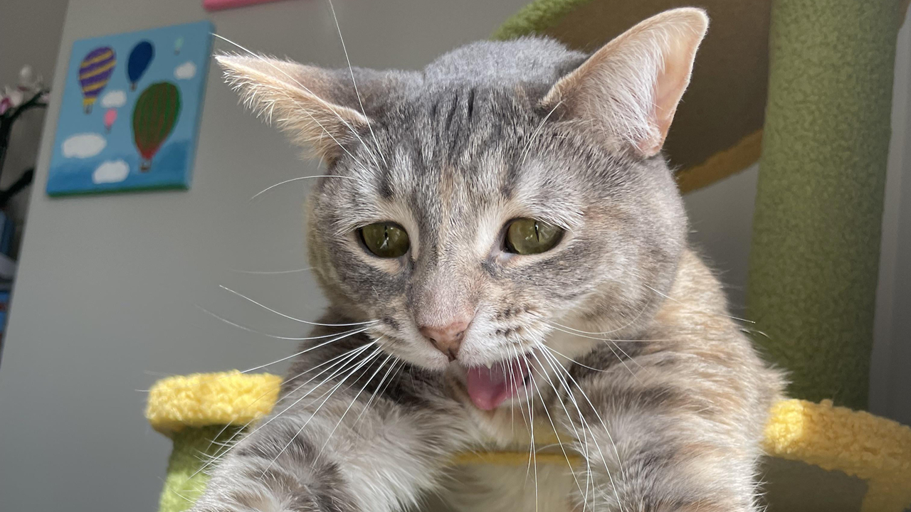 77 Cat Owners Share Their Pets’ Most Majestic Photos Next To Their Least Flattering, And It’s Hilarious
