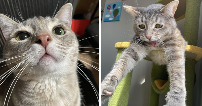 77 Cats Caught In Their Most Unflattering Moments After Serving Looks In The Previous Shot