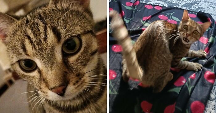 77 Cat Owners Share Their Pets’ Most Majestic Photos Next To Their Least Flattering, And It’s Hilarious