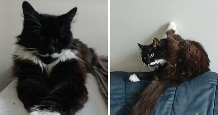 77 Cat Owners Share Their Pets’ Most Majestic Photos Next To Their Least Flattering, And It’s Hilarious