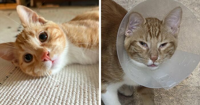 77 Cat Owners Share Their Pets’ Most Majestic Photos Next To Their Least Flattering, And It’s Hilarious