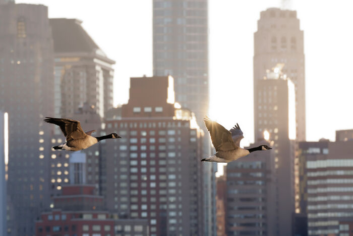 Urban wildlife photo featuring geese flying in front of city skyscrapers at sunset.