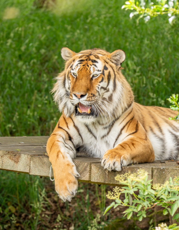 Close-up of a resting tiger outdoors illustrating tiger enclosure setting