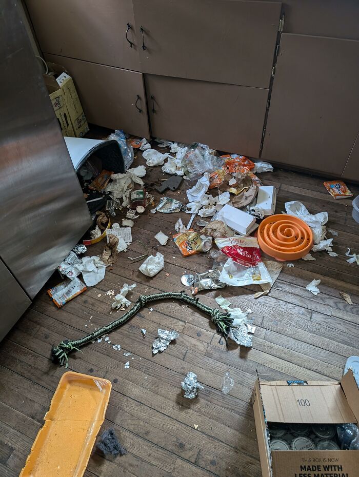 Messy kitchen floor after dogs caused chaos