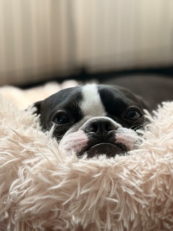 Close up of playful Boston Terrier dog's face on fluffy blanket