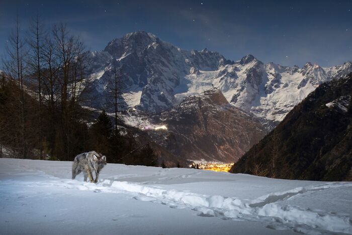 A lone wolf walks through snowy terrain at night for NPOTY Wildlife Photos