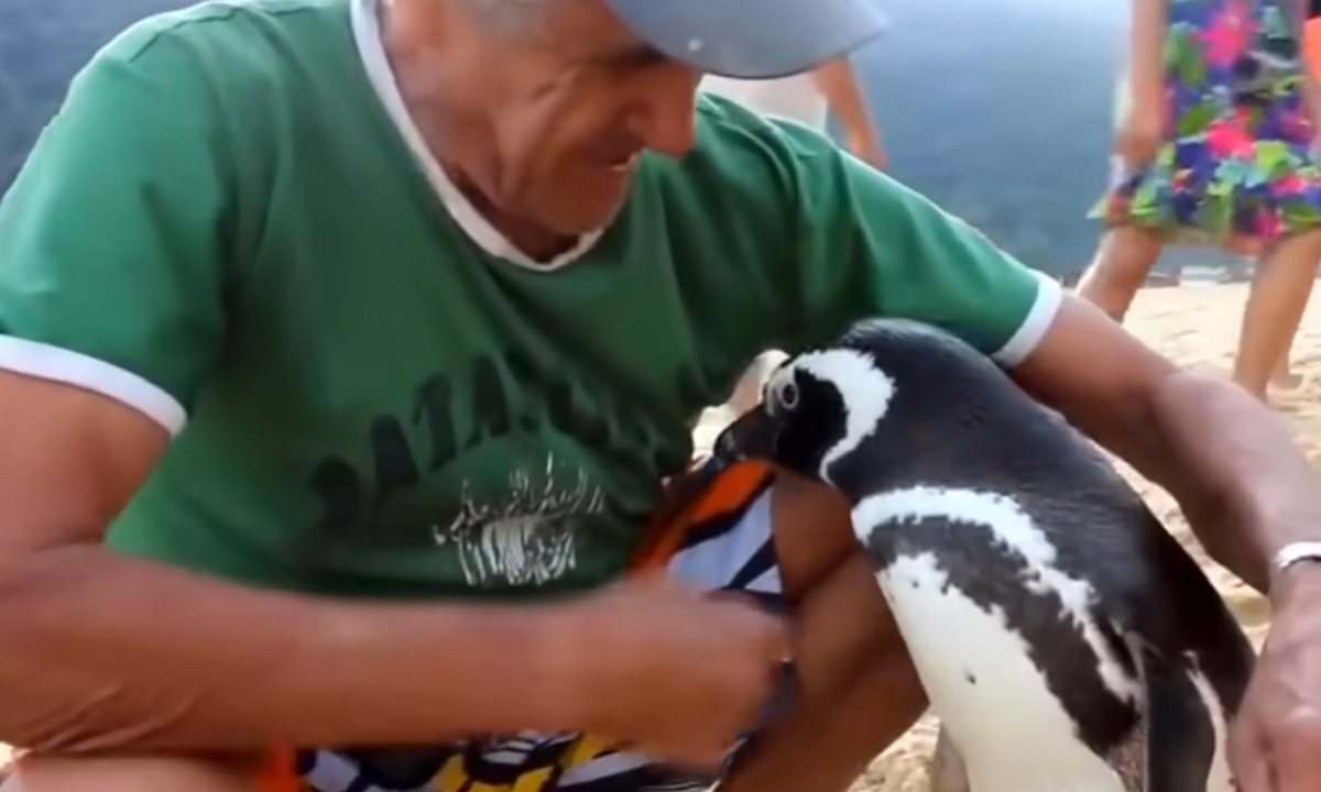 This Penguin Swims Miles Every Year To Reunite With The Man Who Saved Him