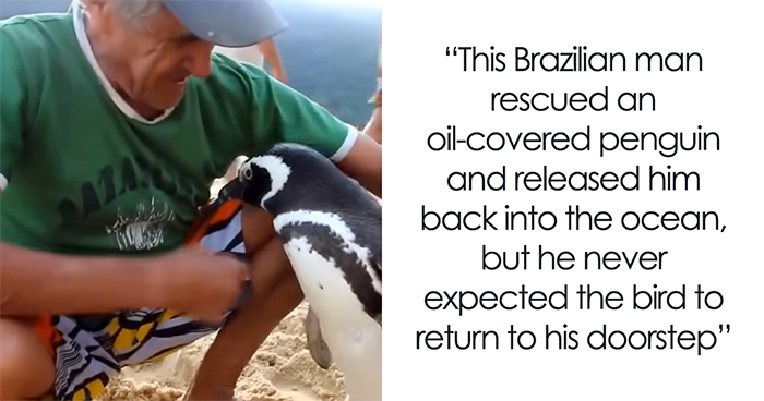 This Penguin Swims Miles Every Year To Reunite With The Man Who Saved Him