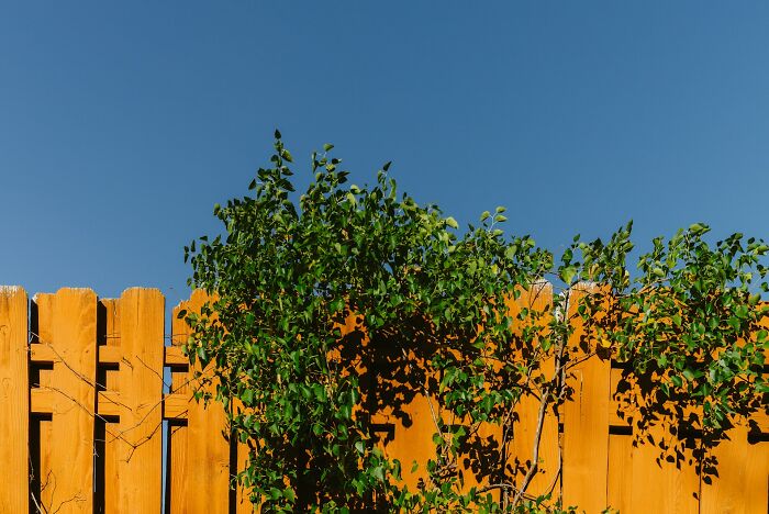 Vibrant green tree branches growing over a wooden fence, representing property disputes in family feuds.