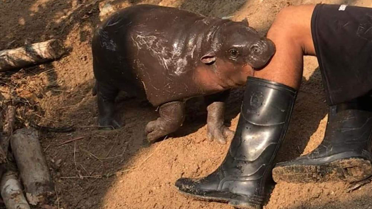 53 Animals Who Never Planned To Be Funny, As Shared By This Facebook Page