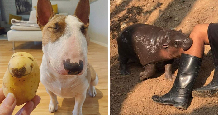 53 Animals Who Turned Ordinary Moments Into Comedy Without Even Trying, As Shared By This Page