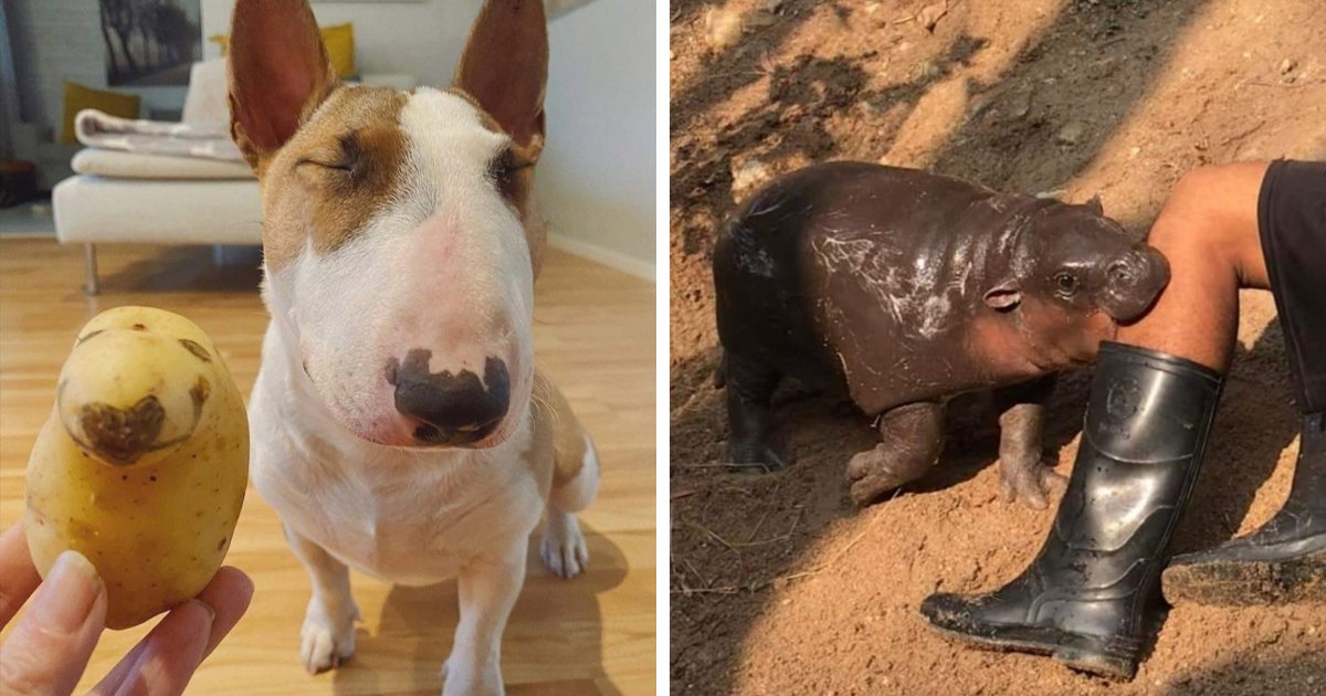 53 Animals Who Never Planned To Be Funny, As Shared By This Facebook Page