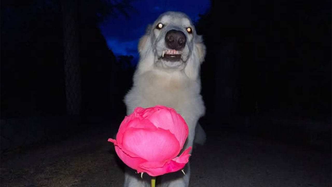 This Page Shared 63 New Photos That Show Why We’ll Never Get Tired Of Cats And Dogs