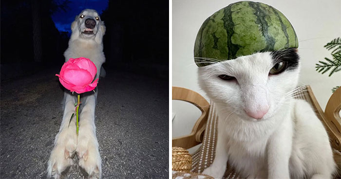 This Page Shared 63 Dog And Cat Photos That Capture Everything We Love About Our Pets