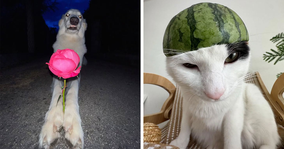 This Page Shared 63 New Photos That Show Why We’ll Never Get Tired Of Cats And Dogs