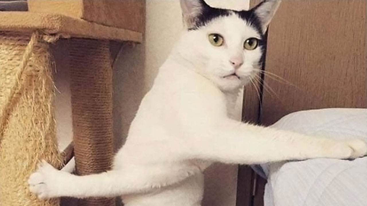 43 Cat Memes Shared By This Page That Prove Our Feline Friends Are The Funniest Creatures