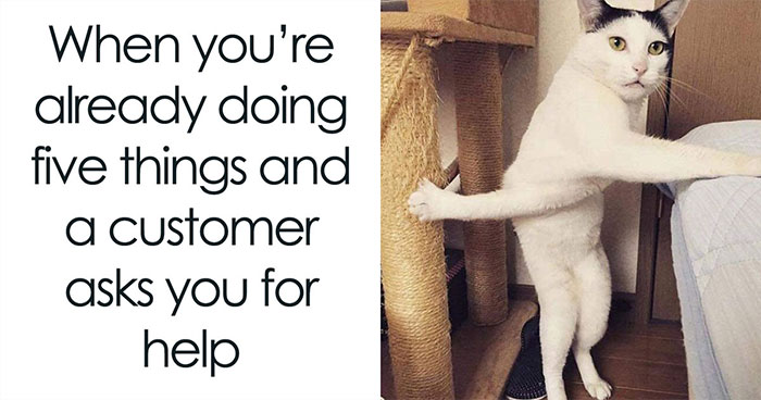 43 Cat Memes Shared By This Page That Prove Our Feline Friends Are The Funniest Creatures
