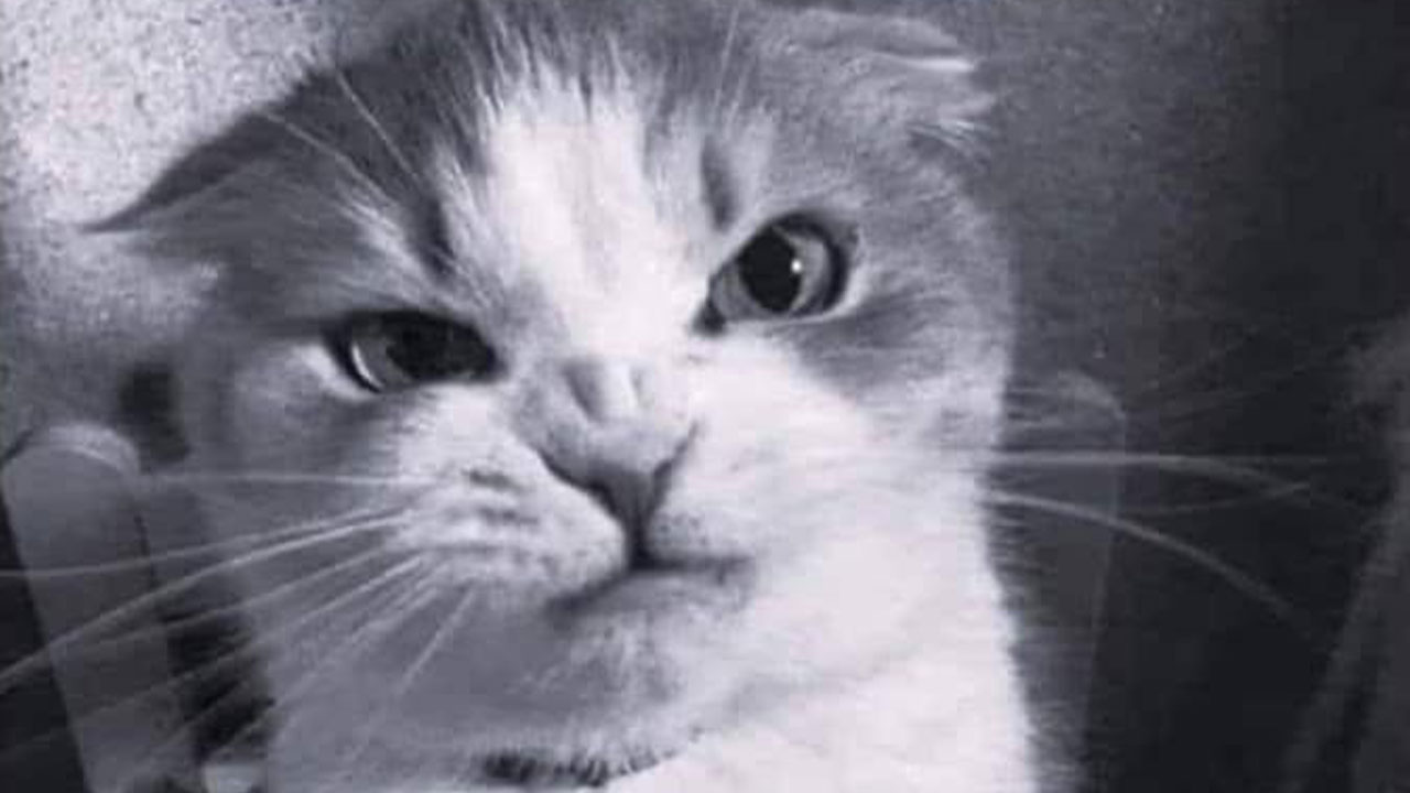 If You Live With A Cat, These 51 Funny Memes Shared By This Page Might Feel A Little Too Familiar