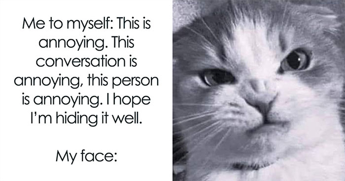 If You Live With A Cat, These 51 Funny Memes Shared By This Page Might Feel A Little Too Familiar