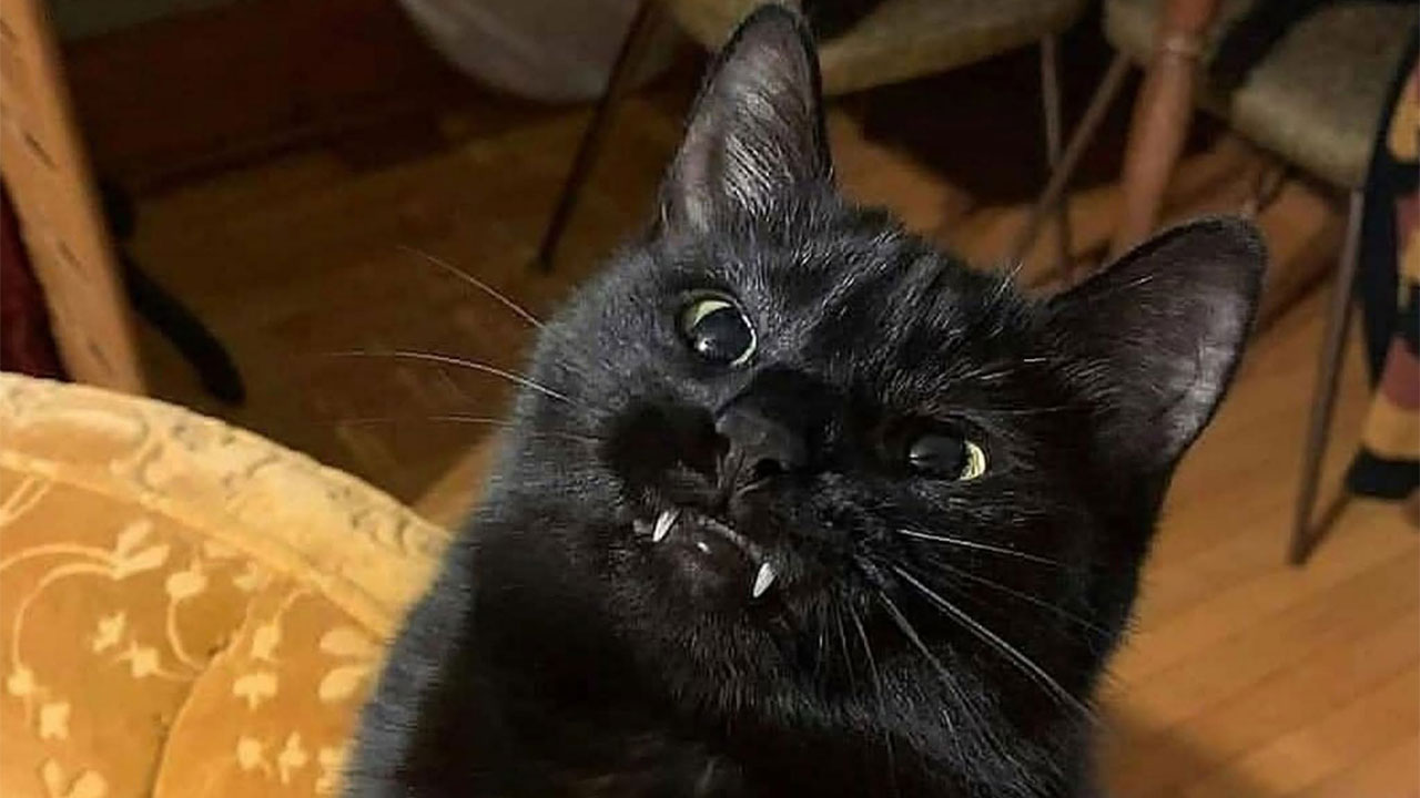 50 Funny And Adorable Black Cat Pics Shared By This Page To Celebrate Halloween