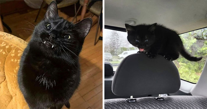 50 Funny And Adorable Black Cat Pics Shared By This Page To Celebrate Halloween
