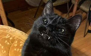 50 Funny And Adorable Black Cat Pics Shared By This Page To Celebrate Halloween