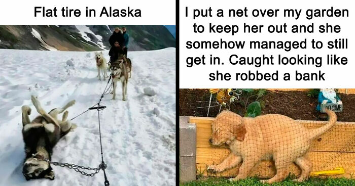 80 Delightfully Unhinged Dog Memes That Are Guaranteed to Brighten Your Day