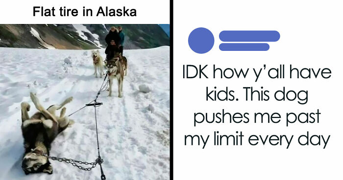 80 Dog Memes That Prove Our Lives Would Be Boring Without These Fluffy Weirdos