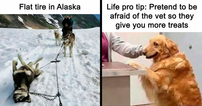 80 Delightfully Unhinged Dog Memes That Are Guaranteed to Brighten Your Day