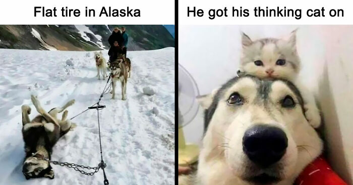 80 Dog Memes That Prove Our Lives Would Be Boring Without These Fluffy Weirdos