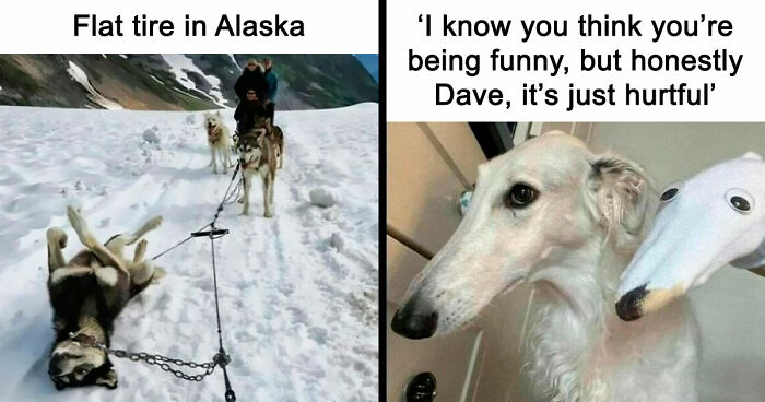 80 Delightfully Unhinged Dog Memes That Are Guaranteed to Brighten Your Day