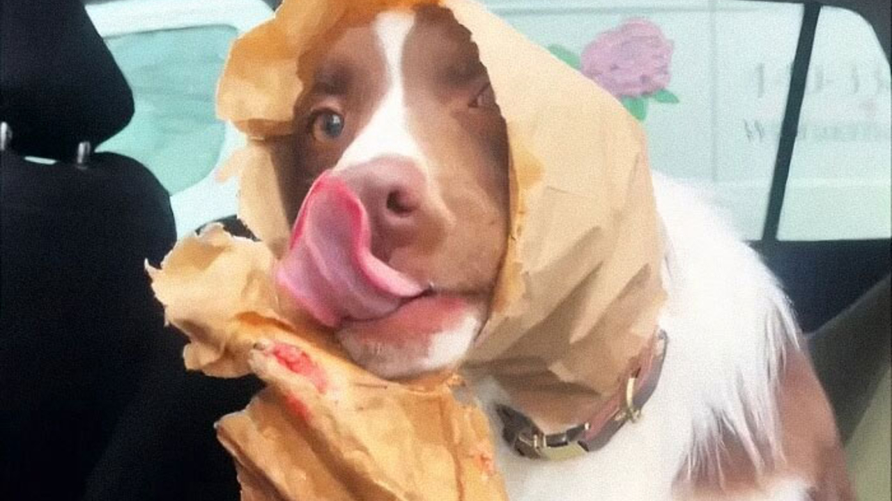 88 Times Dogs Decided Peace Is Too Boring And Went Looking For Trouble