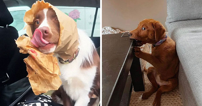 88 Times Dogs Decided Peace Is Too Boring And Went Looking For Trouble