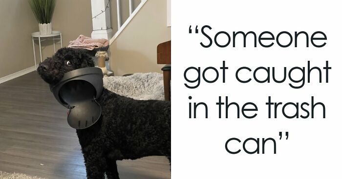 “Such A Good Boy”: 88 Dogs Who Got Caught In The Act And Had The Most Hilarious Reactions