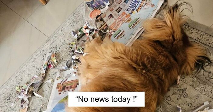 88 Times Dogs Decided Peace Is Too Boring And Went Looking For Trouble