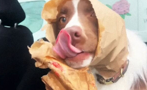 88 Times Dogs Decided Peace Is Too Boring And Went Looking For Trouble