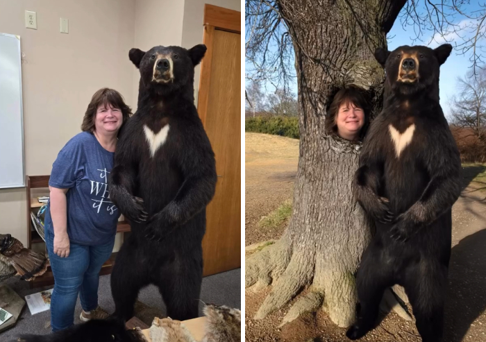 Photoshopper humorously replaces woman with tree next to bear in indoor and outdoor photos