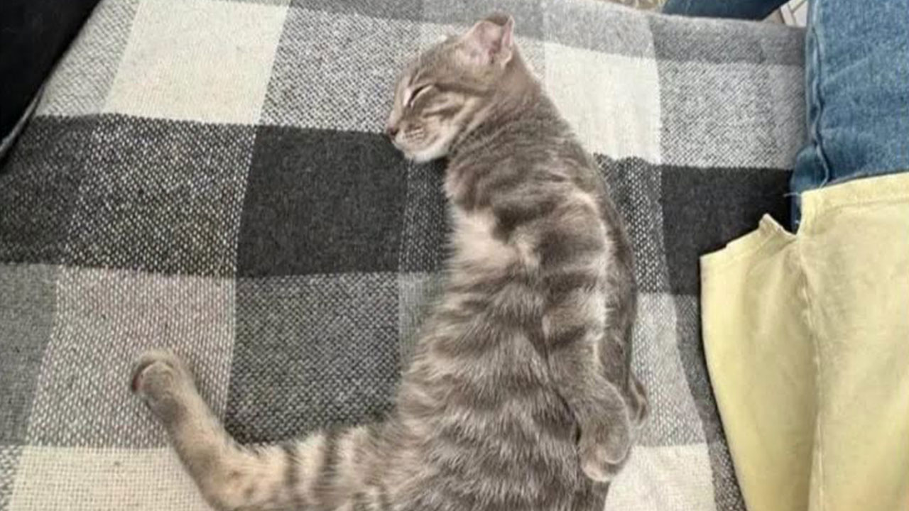 This Page Shared 45 Funny Memes For Anyone Who Knows Animals Are Hilarious In The Best Way