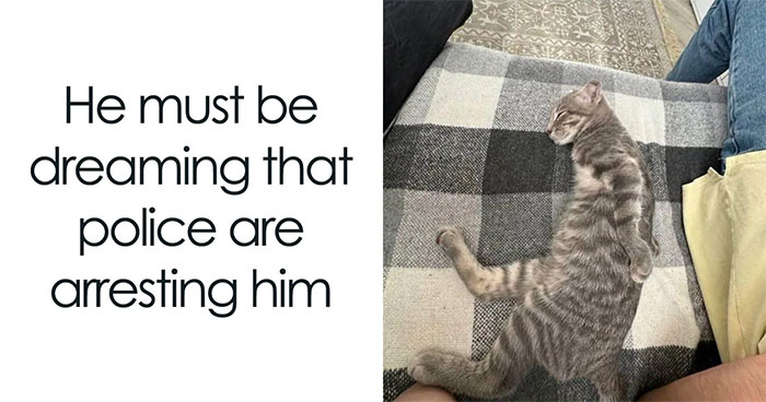 45 Hilarious Posts Shared By “Love Animal Memes” That Might Make Your Day