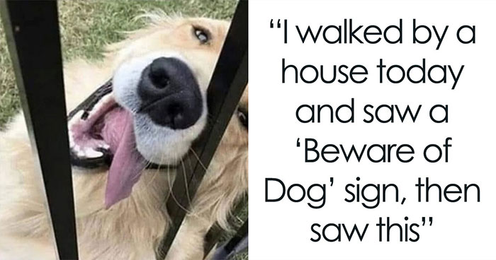 31 New Dog Memes Shared By This Page That Capture Just How Ridiculous Dogs Can Be