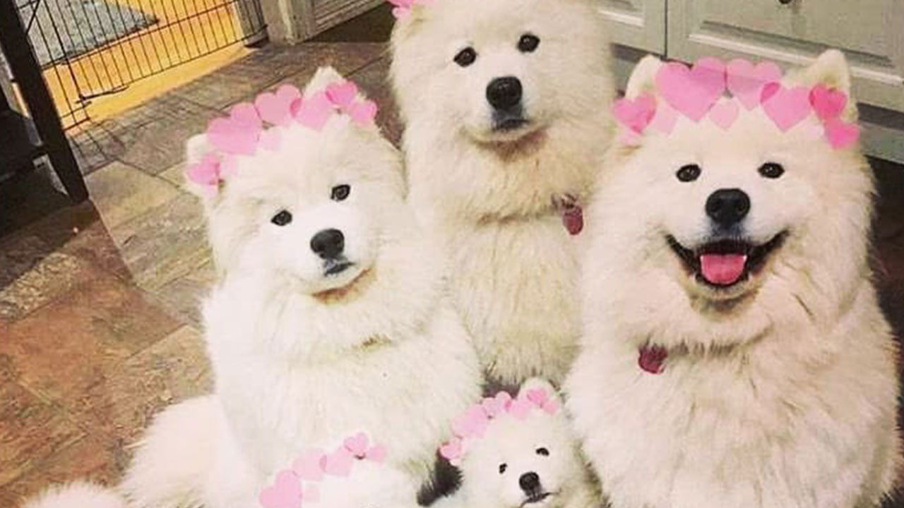 50 Funny Dog Memes Shared By ‘The Hecking Doggos’ To Make Your Day Better