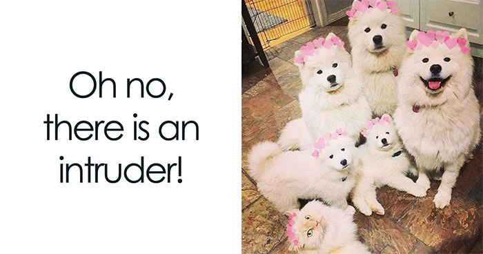 50 Humorous Memes From ‘The Hecking Doggos’ That Might Make Your Day