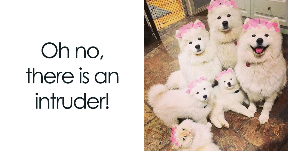 50 Funny Dog Memes Shared By ‘The Hecking Doggos’ To Make Your Day Better