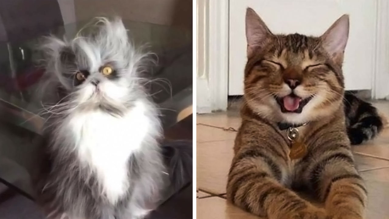 This Page Shared 40 Cat Memes That Prove Feline Expressions Are Perfect For Just About Any Situation